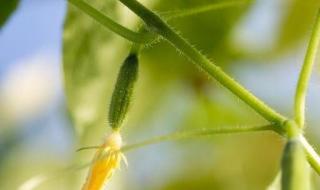 青瓜的繁衍过程 黄瓜的生长过程